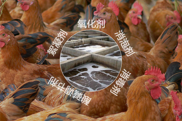 养鸡场污水处理工艺流程及常用的化工原料有哪些？